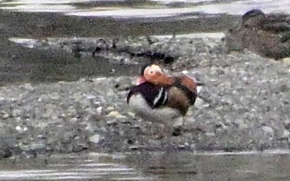 Mandarinente - ML644965927