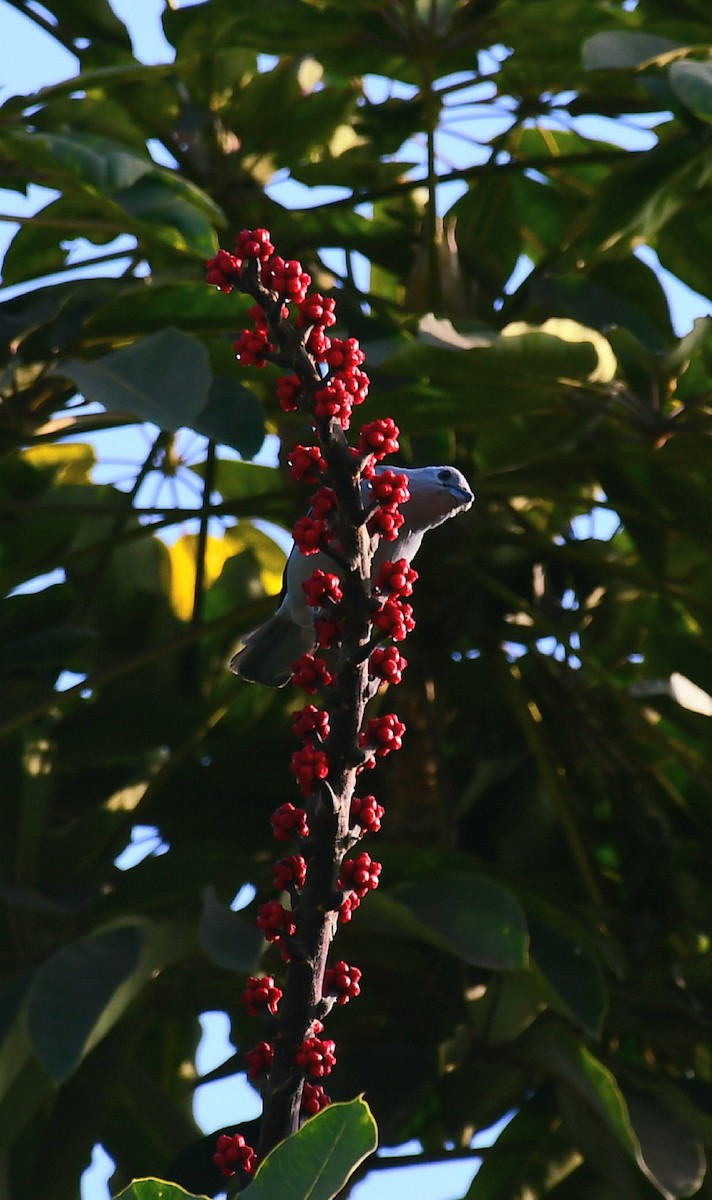 Blue-gray Tanager - ML644965932