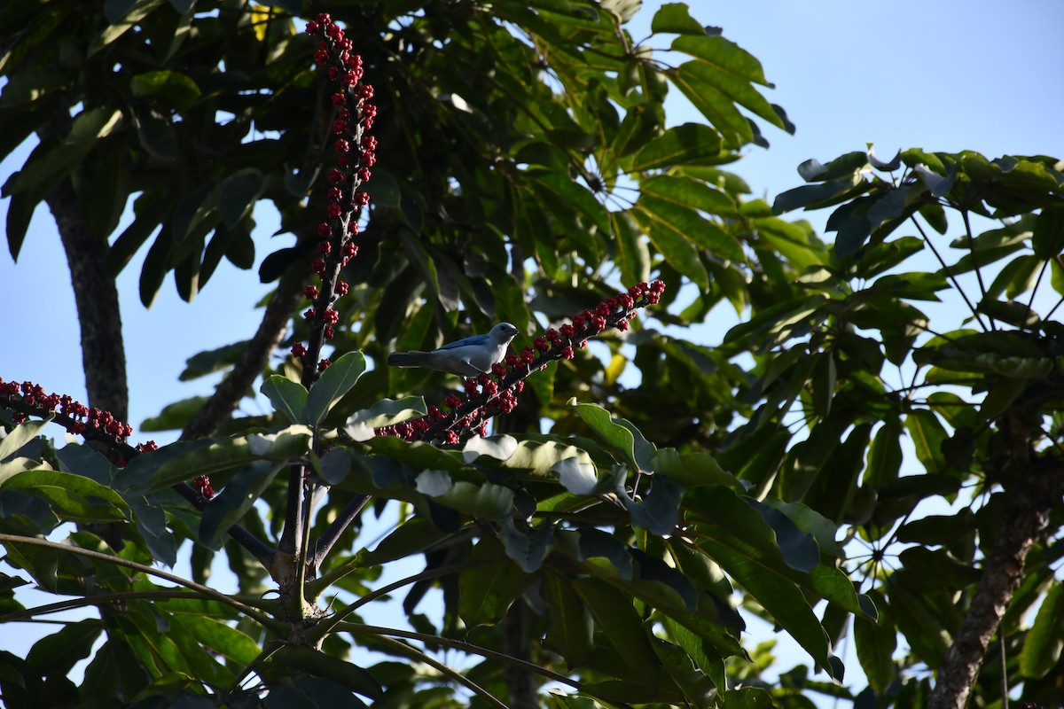 Blue-gray Tanager - ML644965933