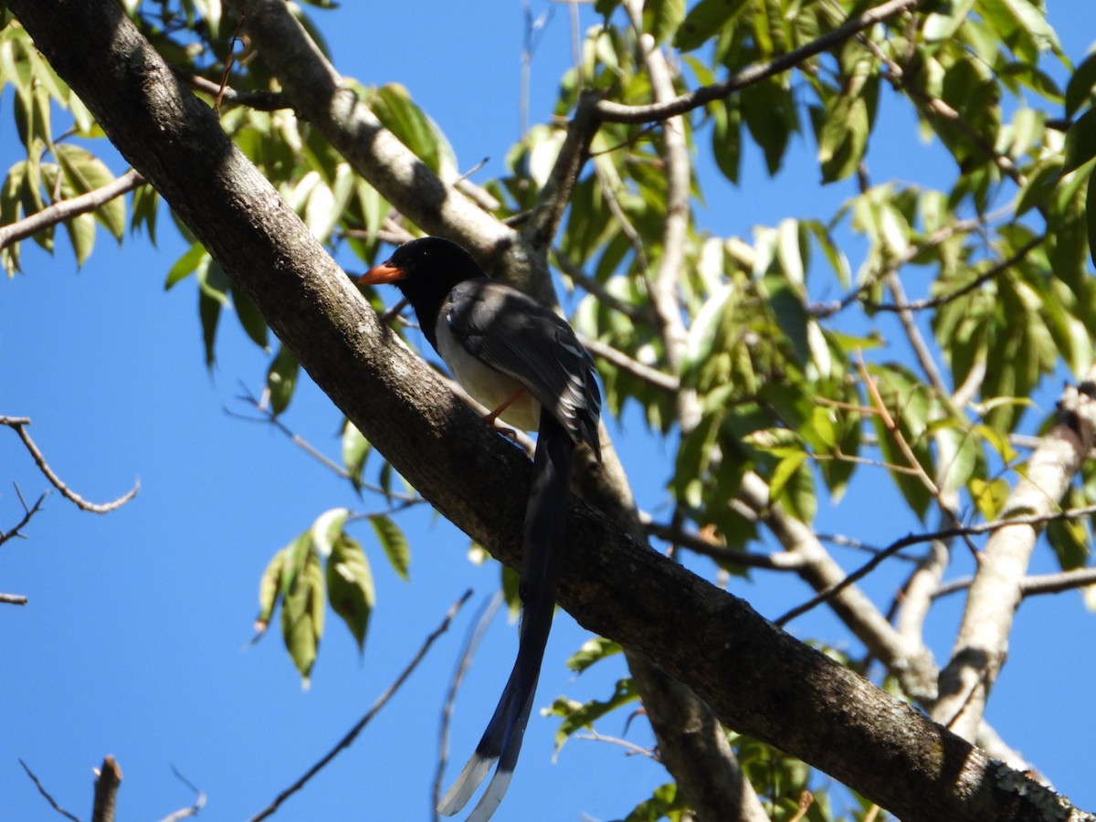 Red-billed Blue-Magpie - ML644965943