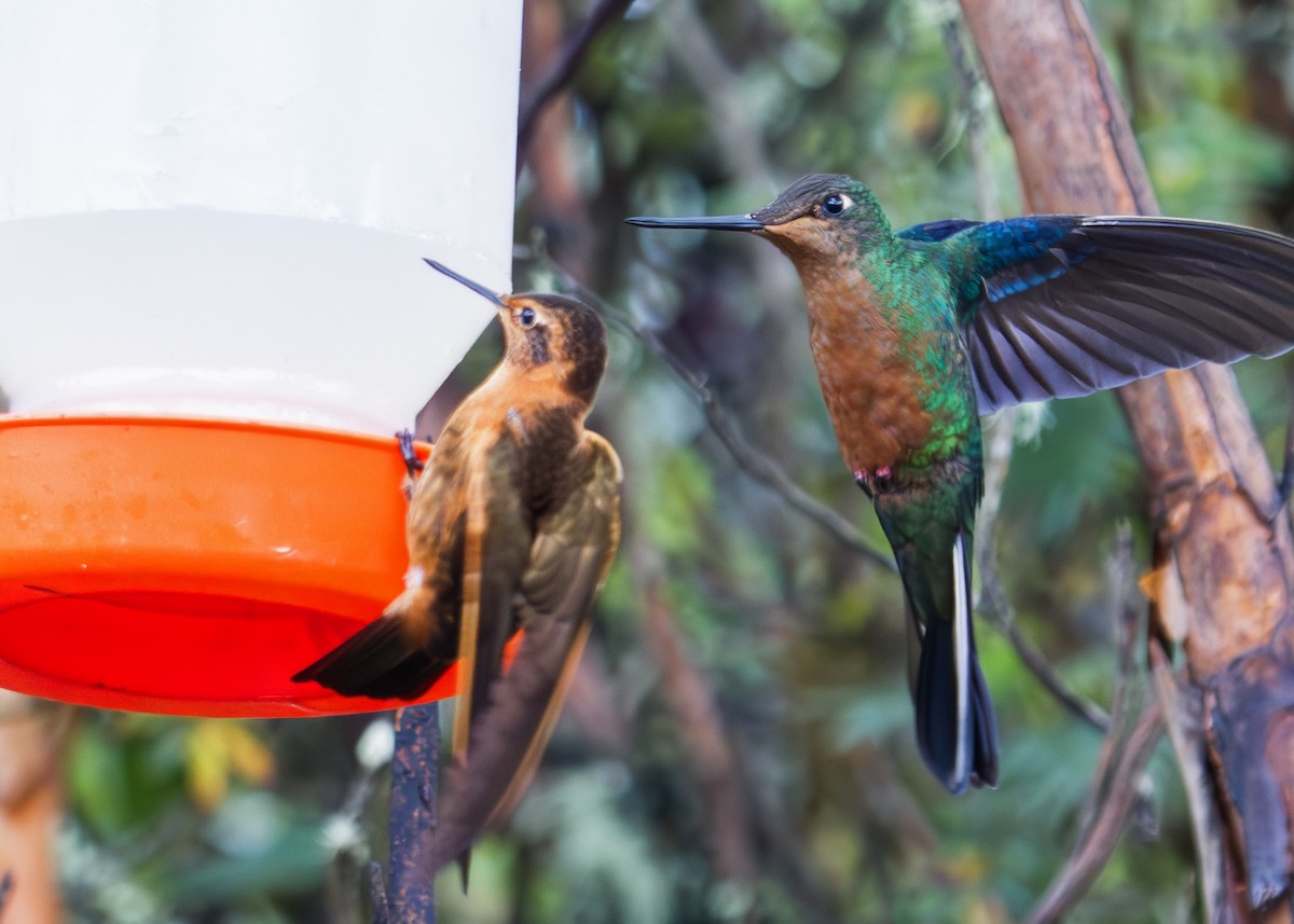 Great Sapphirewing - ML644965946