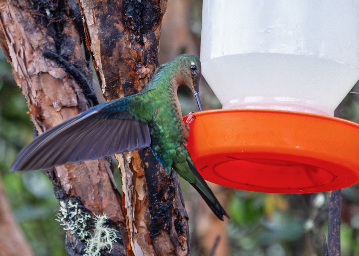 Great Sapphirewing - ML644965947