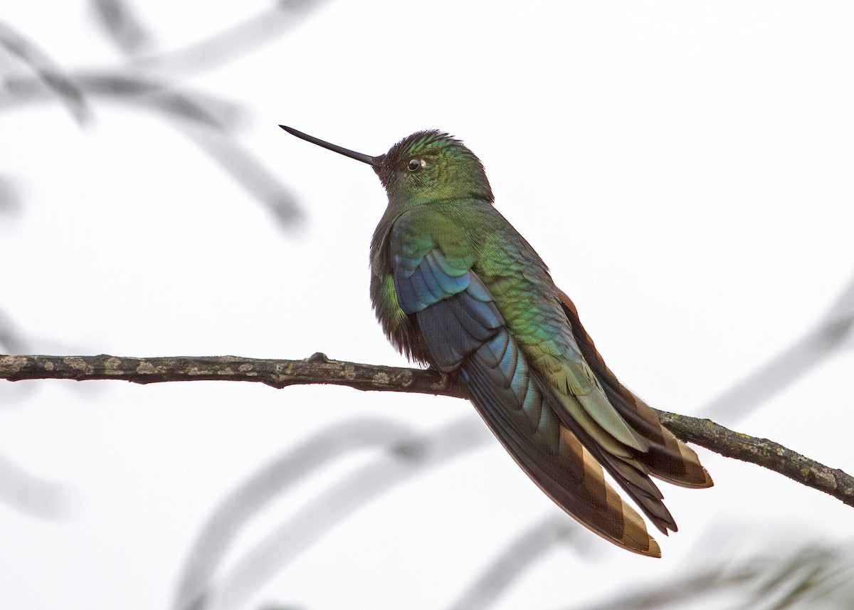 Great Sapphirewing - ML644965948