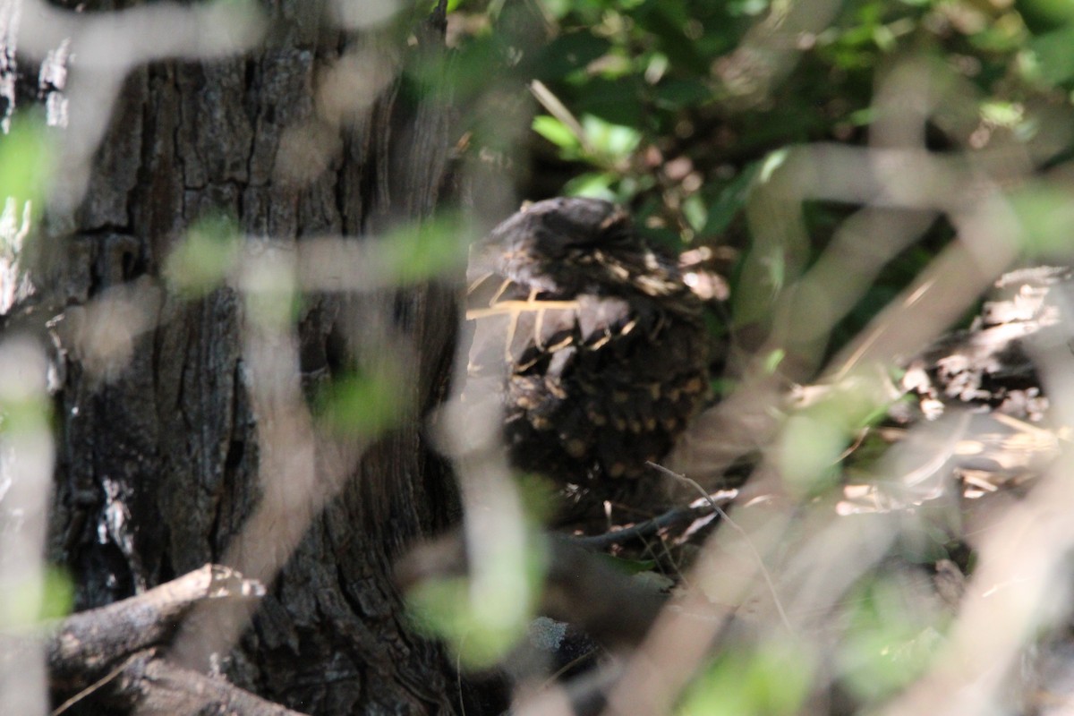 Common Pauraque - ML644965949