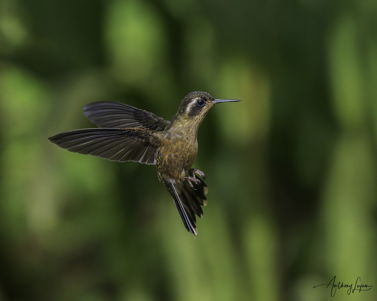 Speckled Hummingbird - ML644965957