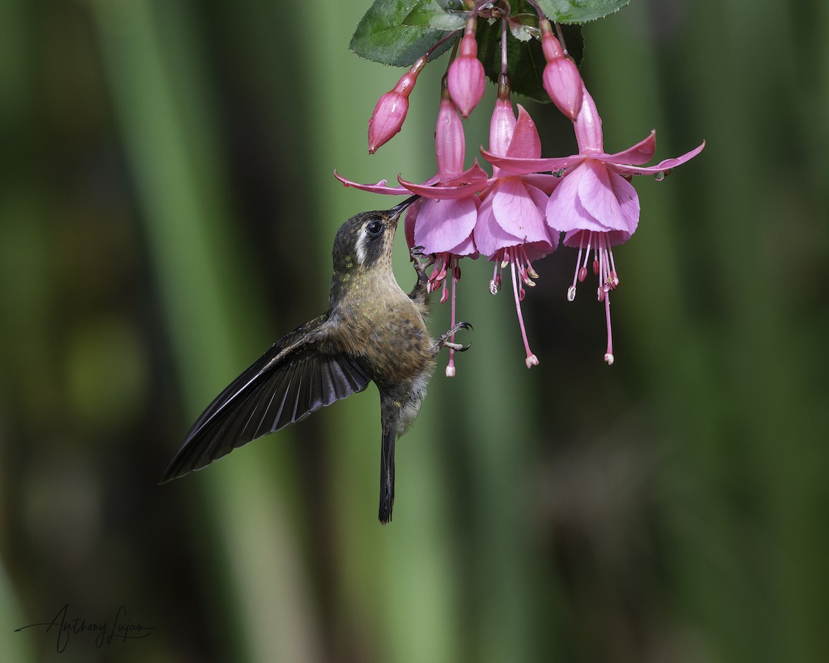 Speckled Hummingbird - ML644965958