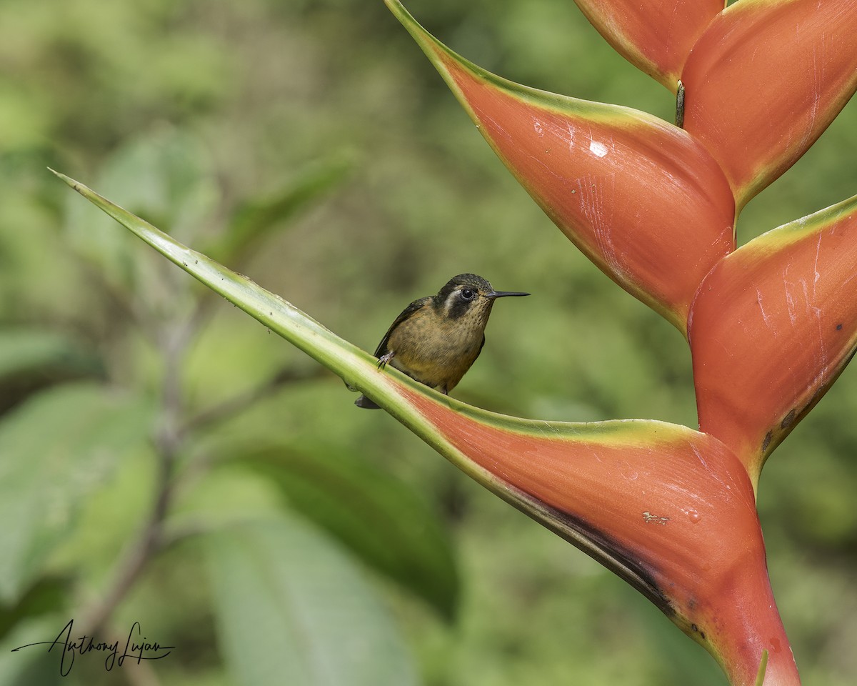 Speckled Hummingbird - ML644965959