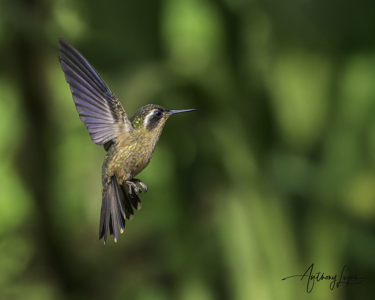 Speckled Hummingbird - ML644965960