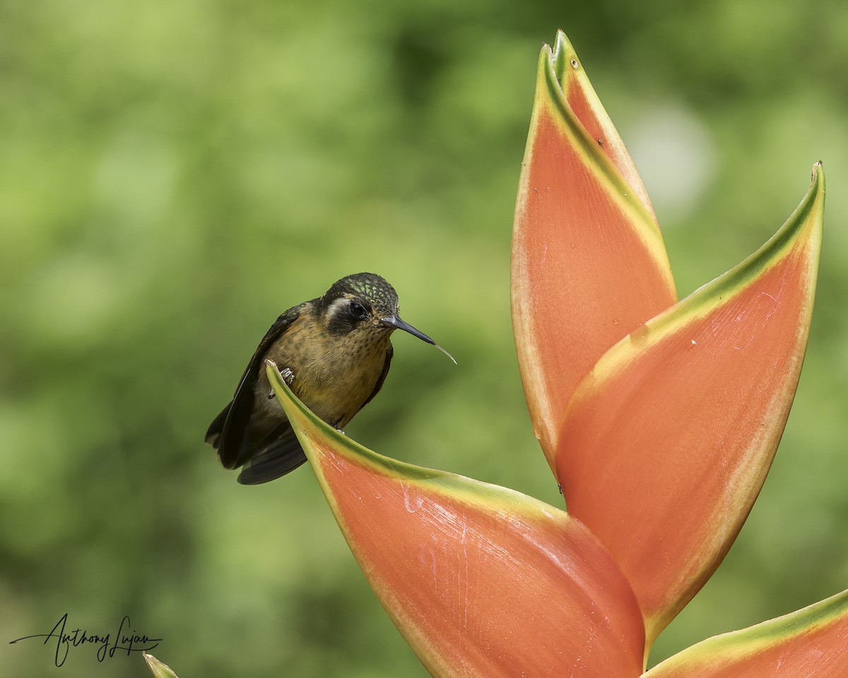 Speckled Hummingbird - ML644965962