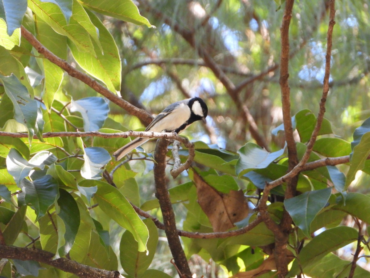 Asian Tit - ML644965964