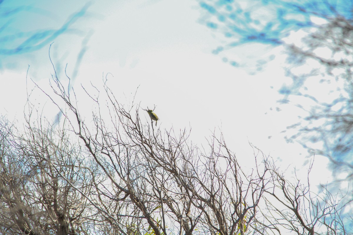 Silvereye - ML644965966