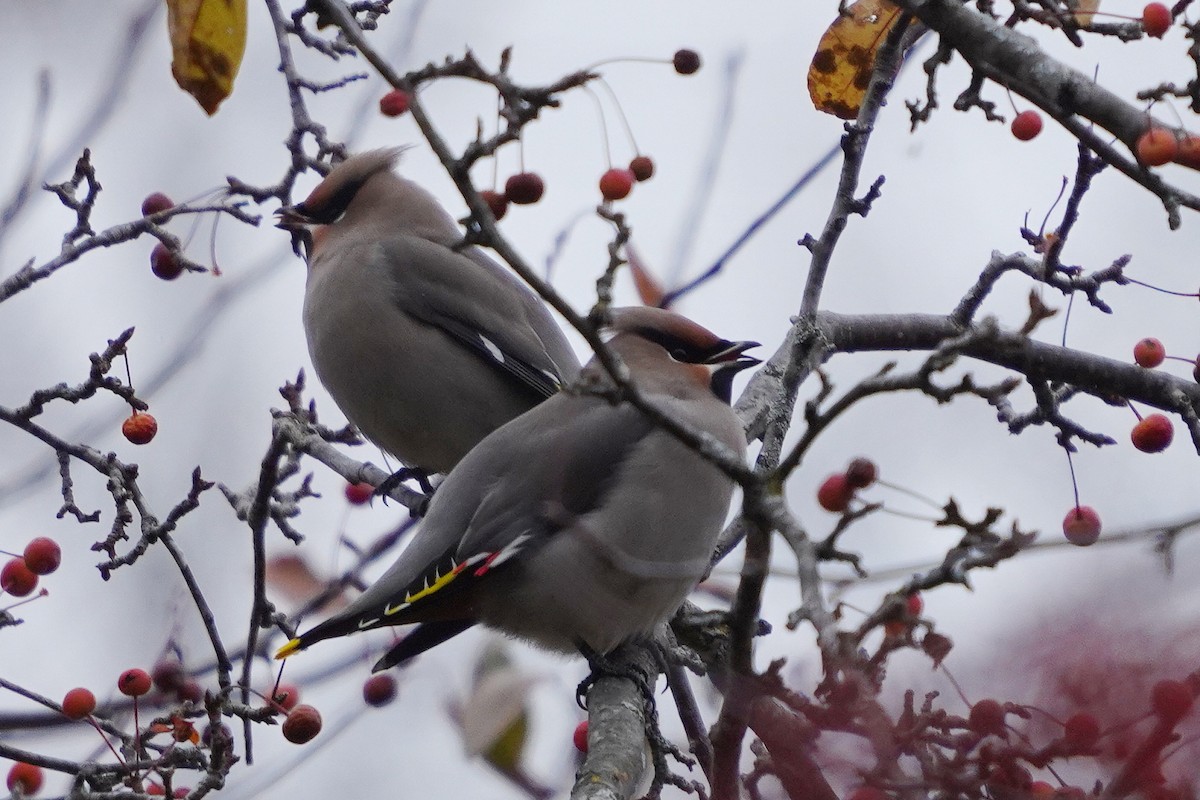 Ampelis Europeo - ML644965985