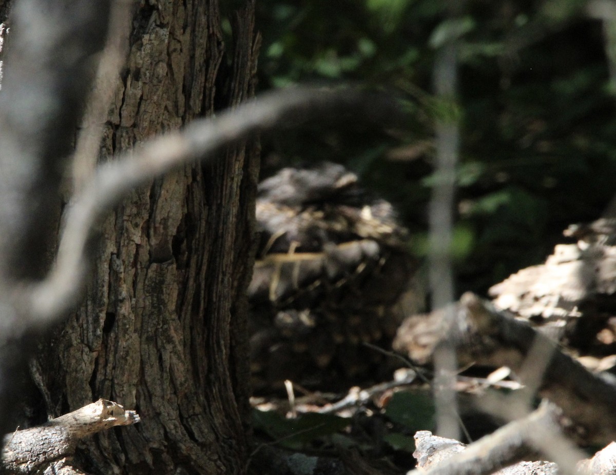 Common Pauraque - ML644965989