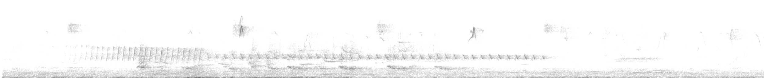 White-winged Triller - ML644966019