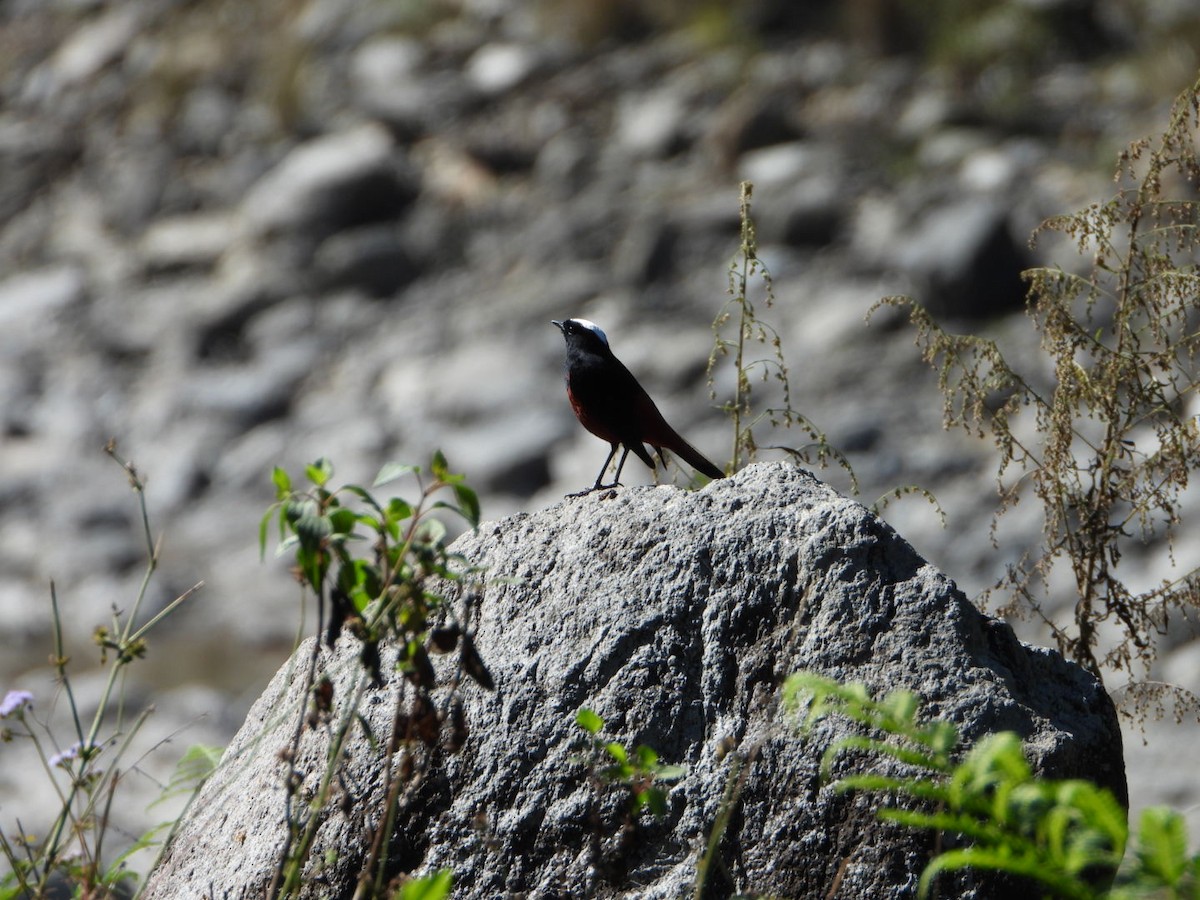 White-capped Redstart - ML644966022