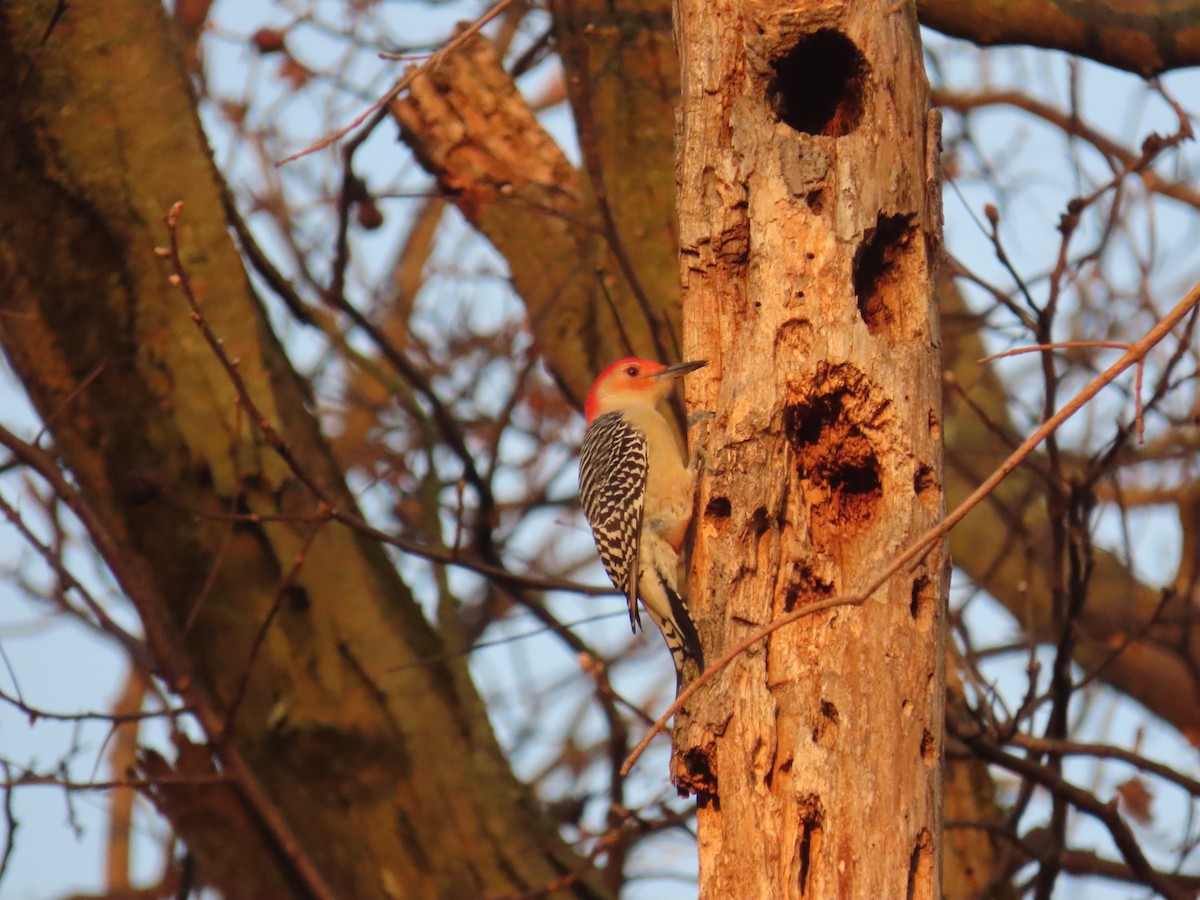 Red-bellied Woodpecker - ML644966031