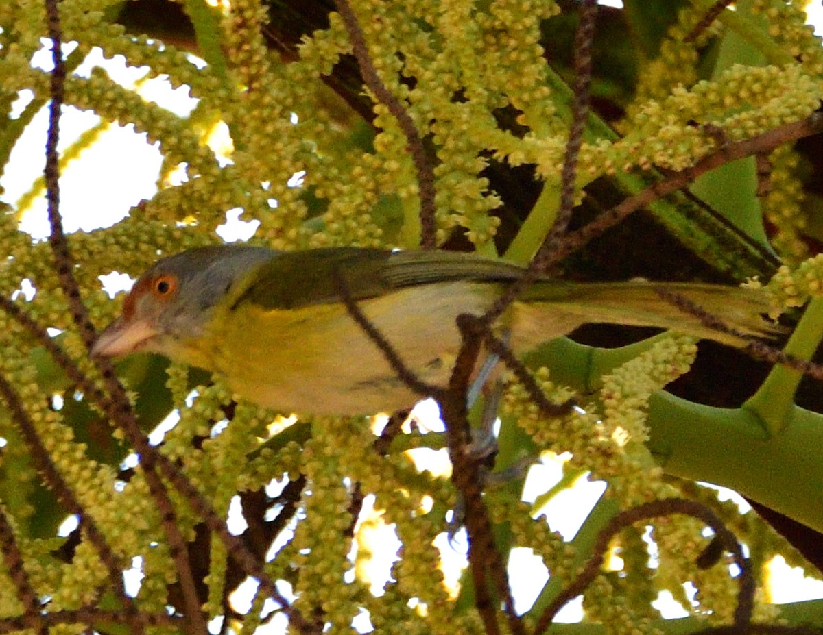 Віреон рудобровий - ML644966036