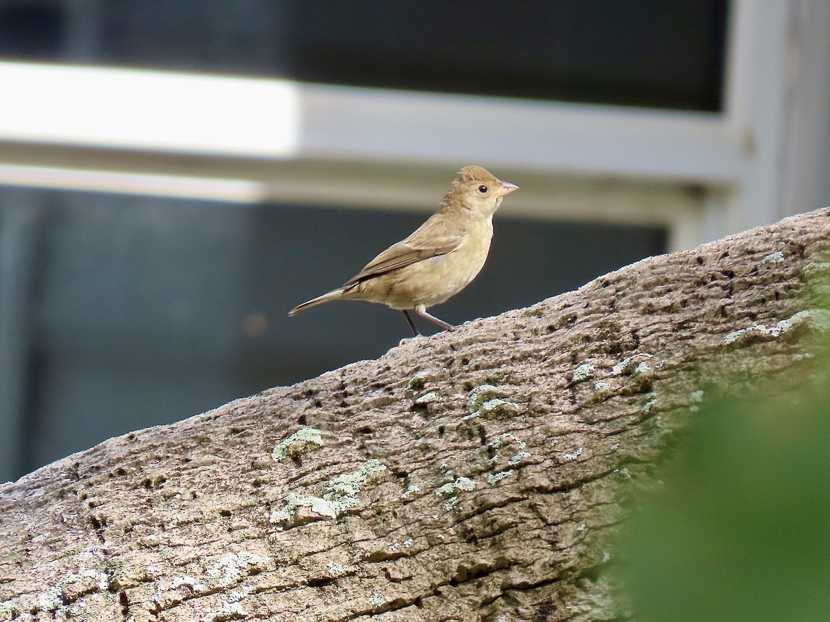 Passerin indigo - ML644966042