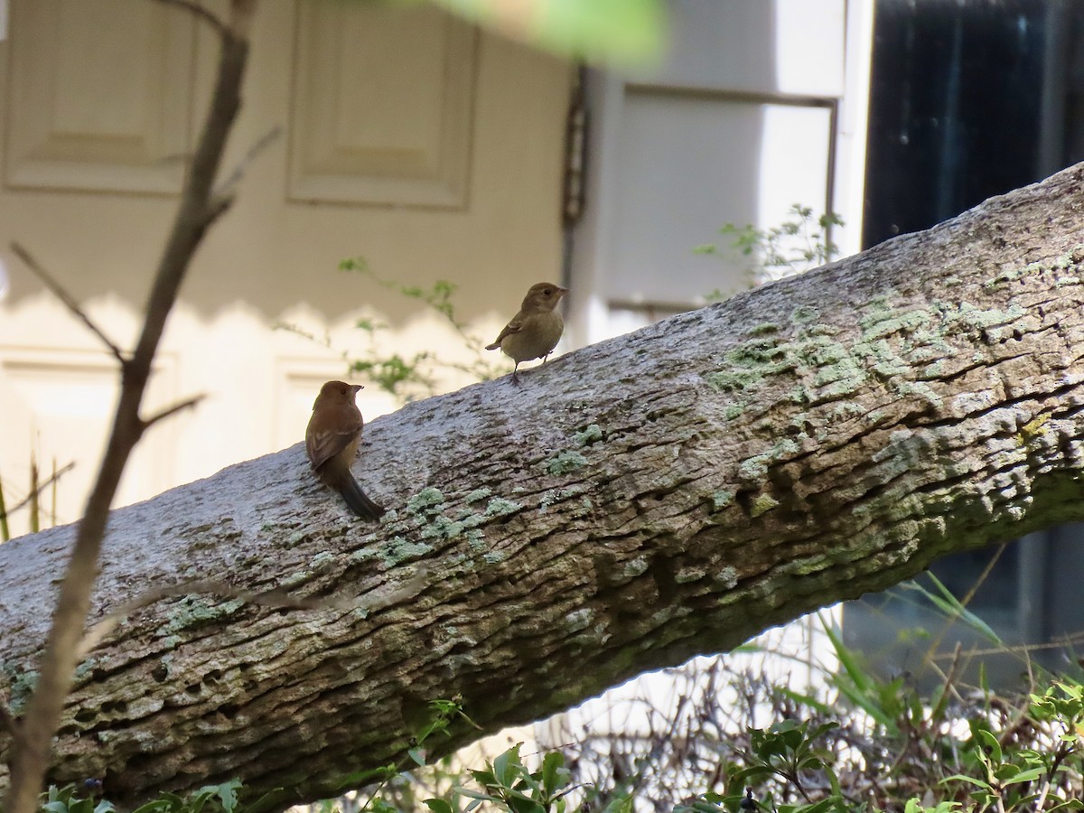 Passerin indigo - ML644966043