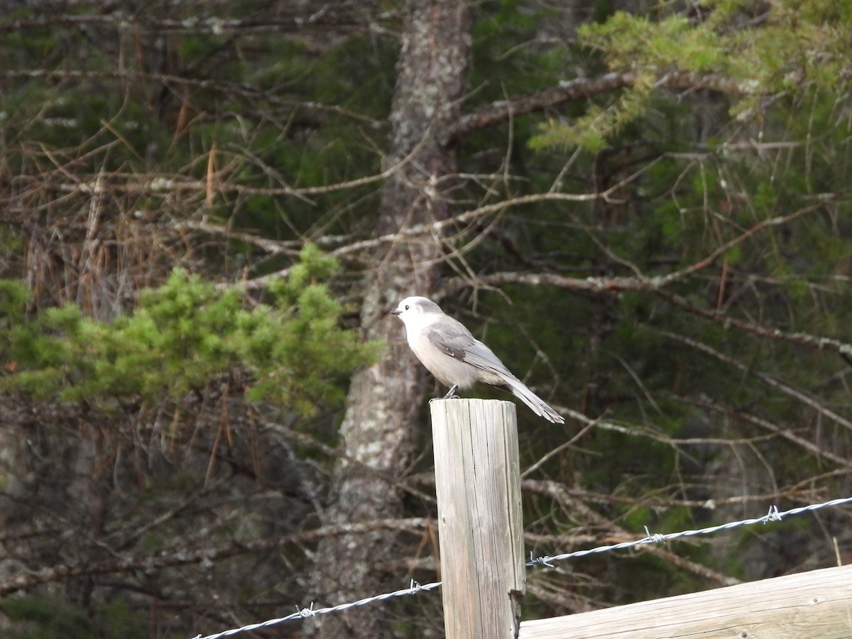 Canada Jay - ML644966048