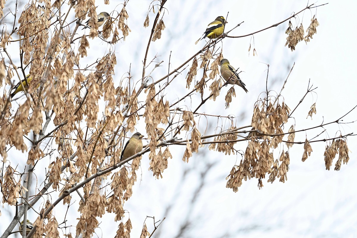 Evening Grosbeak - ML644966050