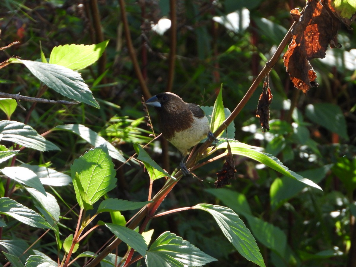 White-rumped Munia - ML644966056