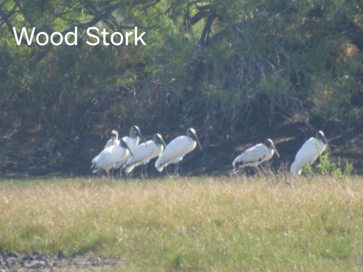 Wood Stork - ML644966069