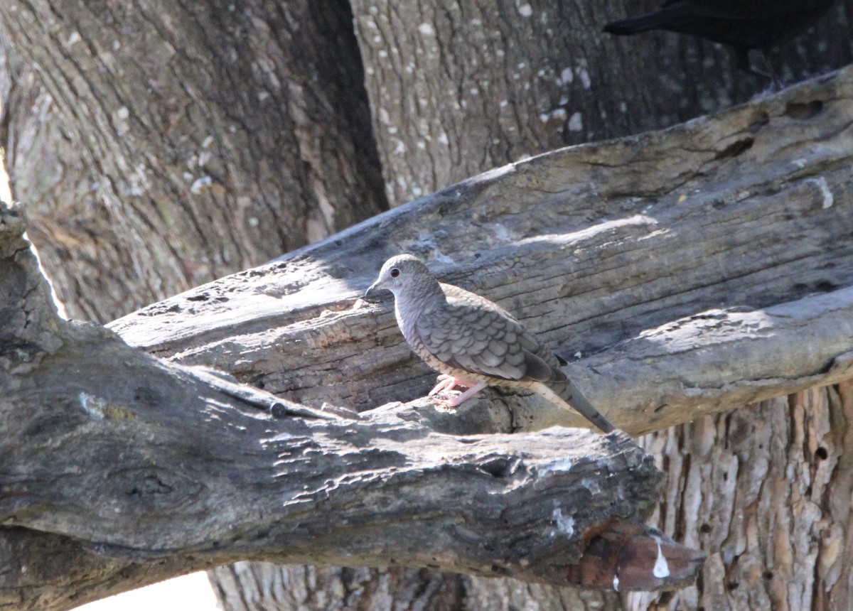 Inca Dove - ML644966070