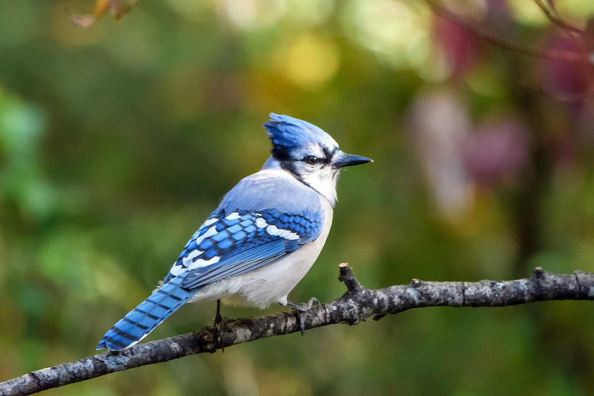 Blue Jay - ML644966081