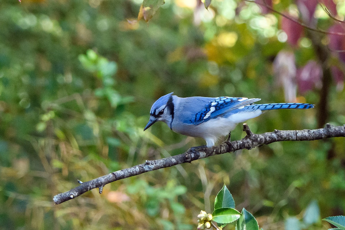 Blue Jay - ML644966082