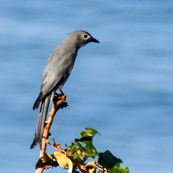 Ashy Drongo - ML644966086