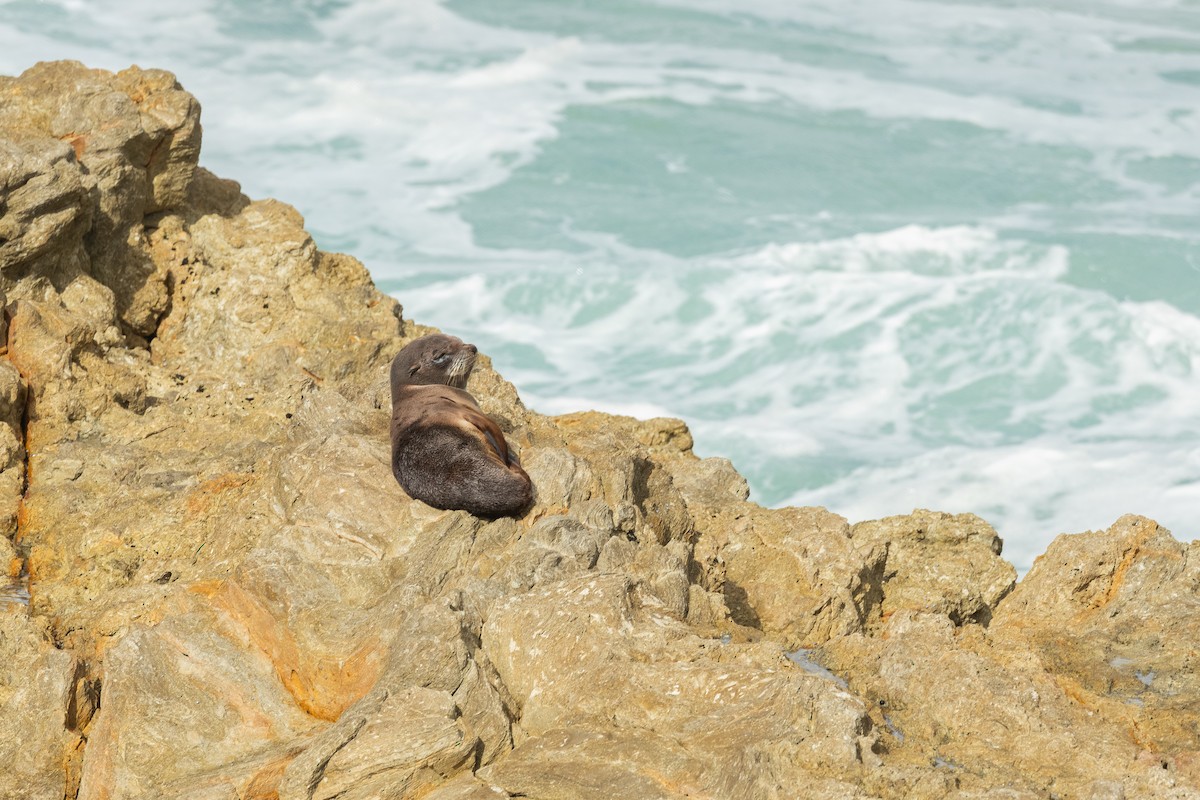 Long-nosed Fur Seal - ML644966089