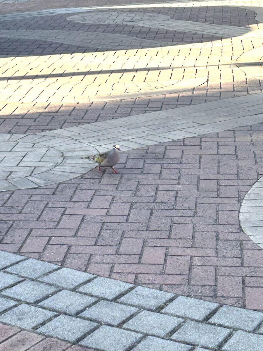 Common Bronzewing - ML644966091