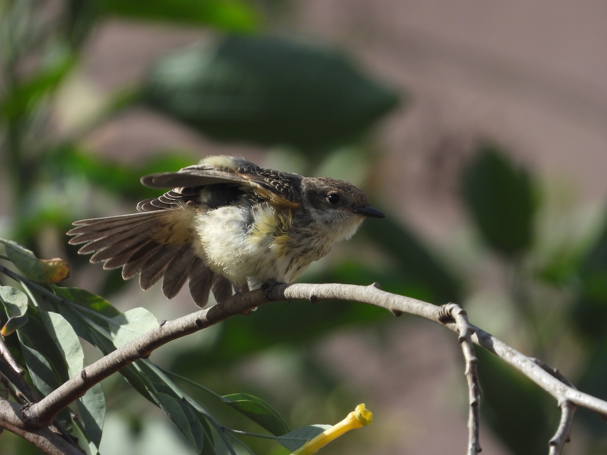Rufescent Flycatcher - ML644966095