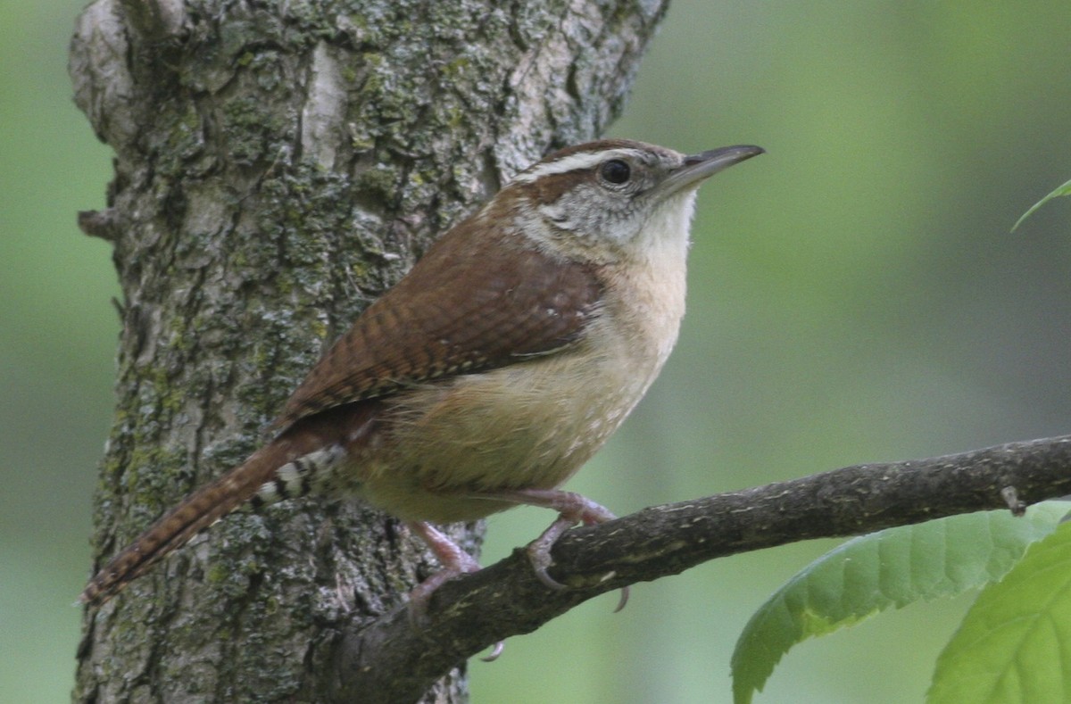 Carolina Wren - ML64496611