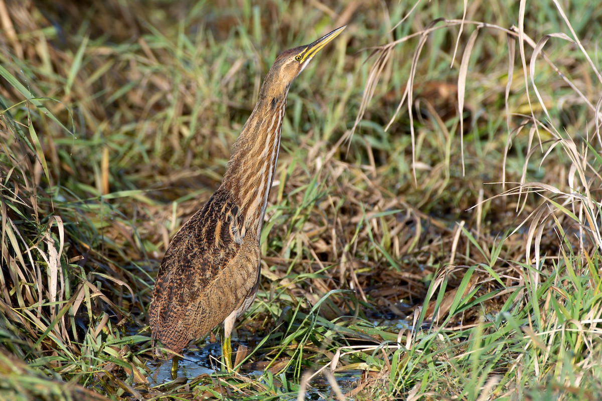 American Bittern - ML644966112