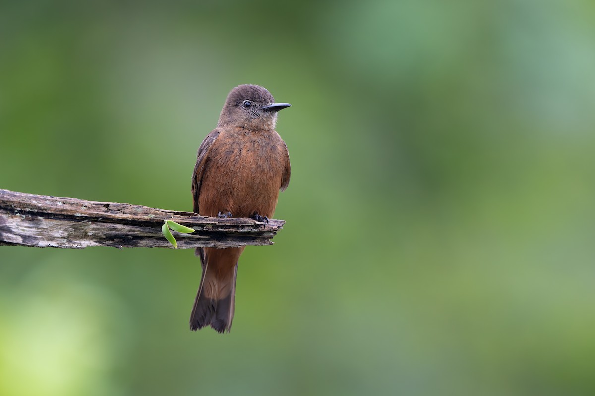 Cliff Flycatcher - Adam Jackson