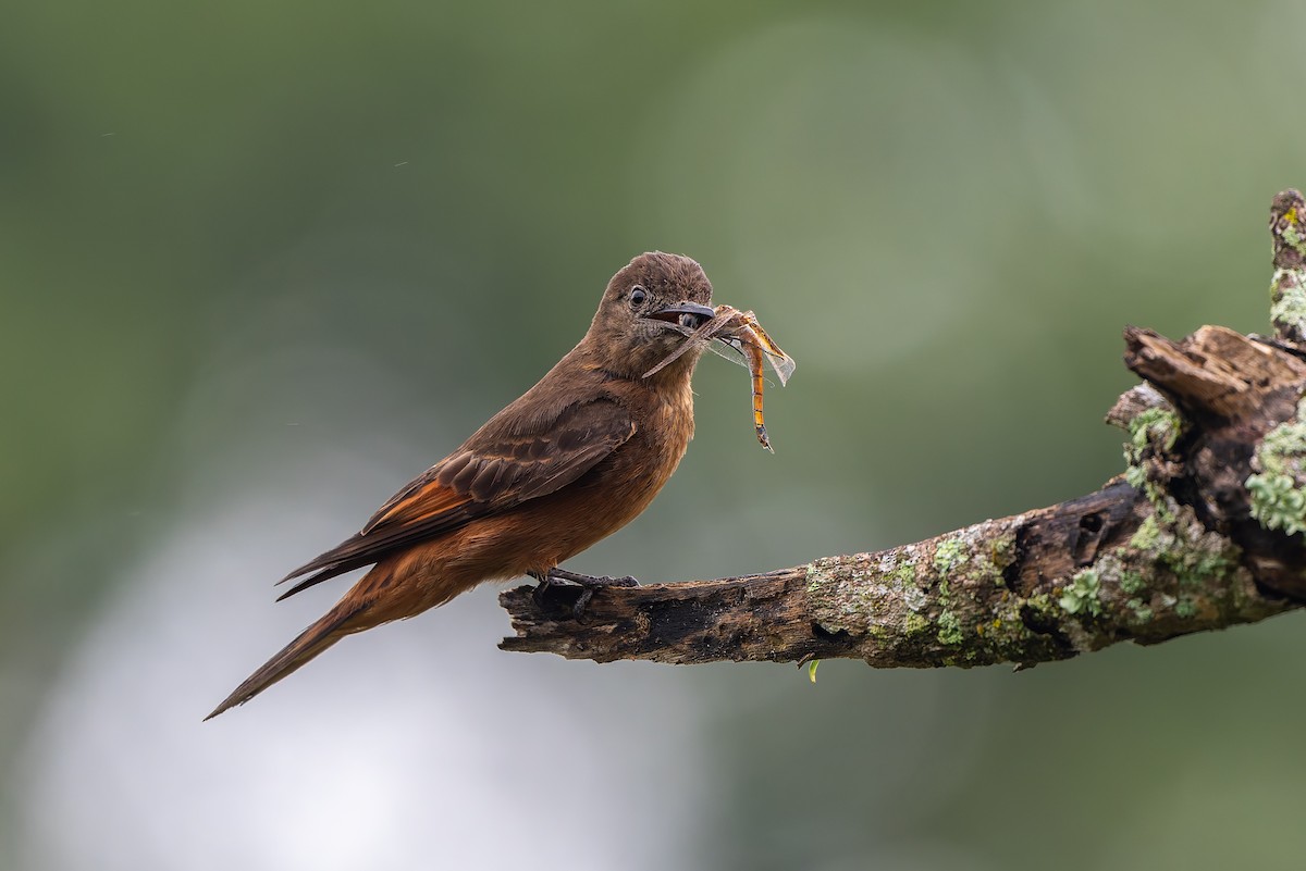 Ласточковый мухолов - ML644966129