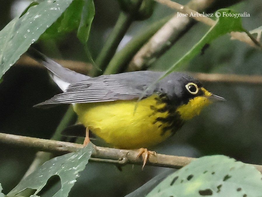 Reinita Canadiense - ML644966141