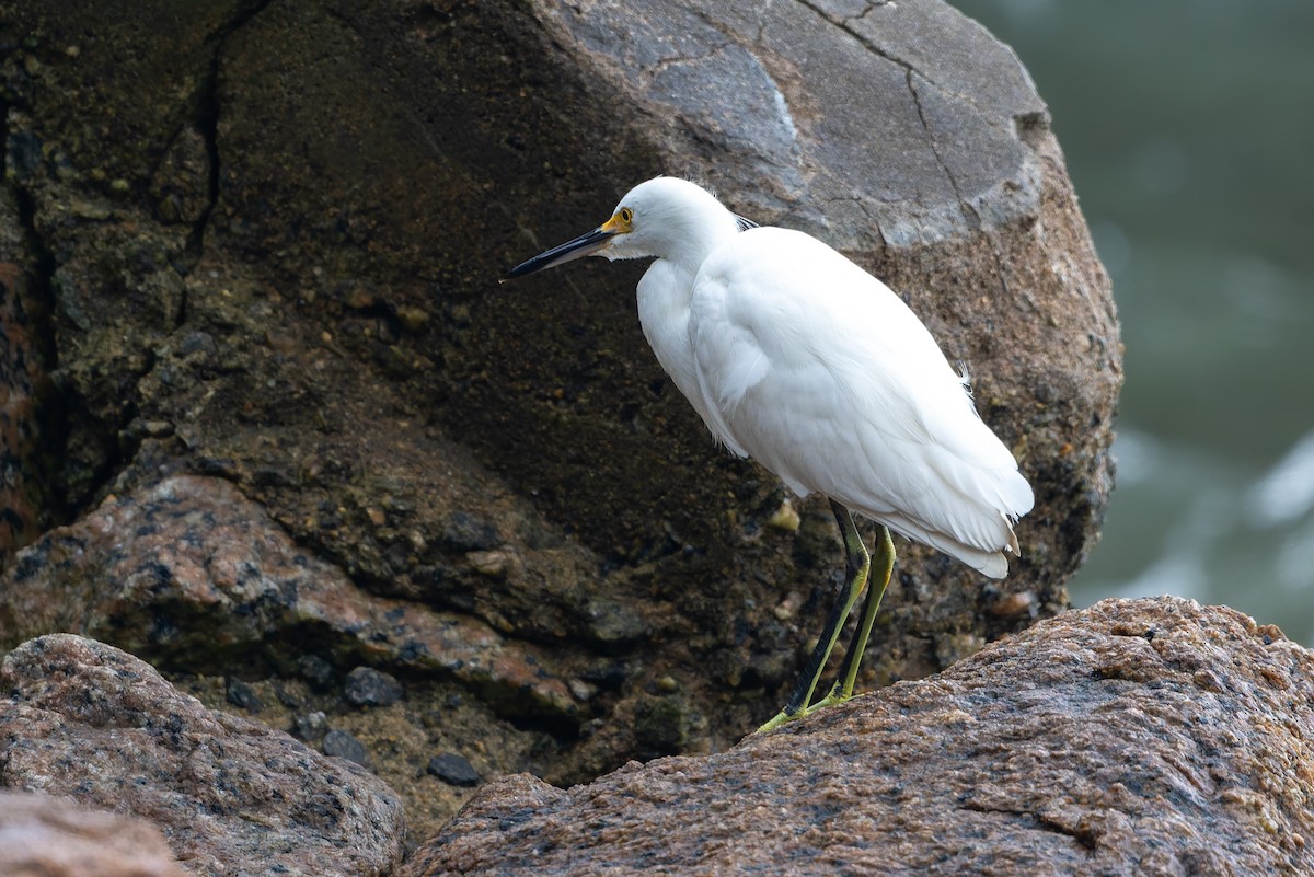 Снежная цапля - ML644966157