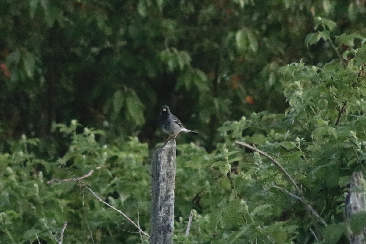Mourning Sierra Finch - ML644966164