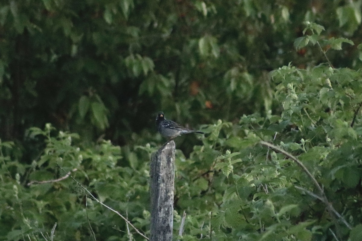 Mourning Sierra Finch - ML644966165