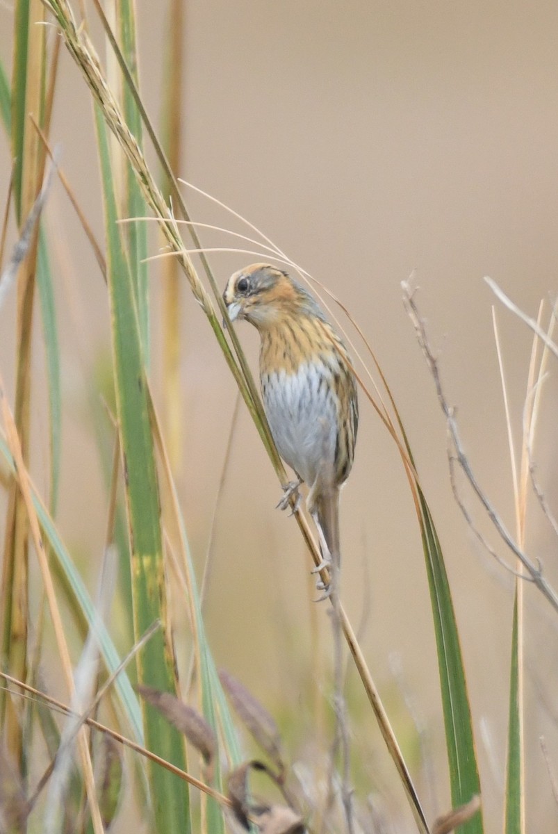Chingolo de Nelson - ML644966174