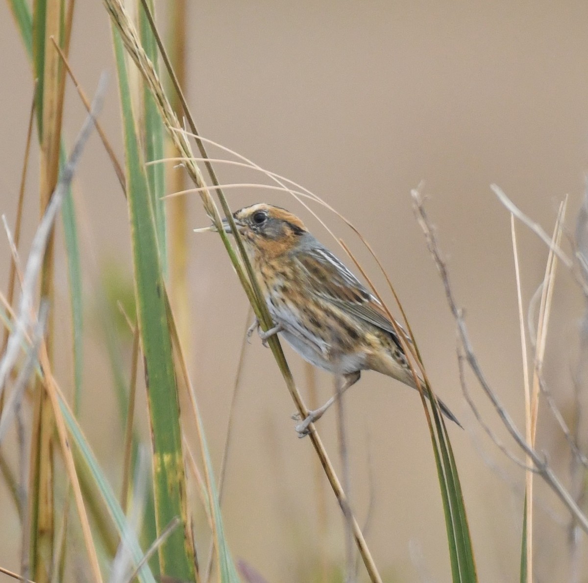 Chingolo de Nelson - ML644966175