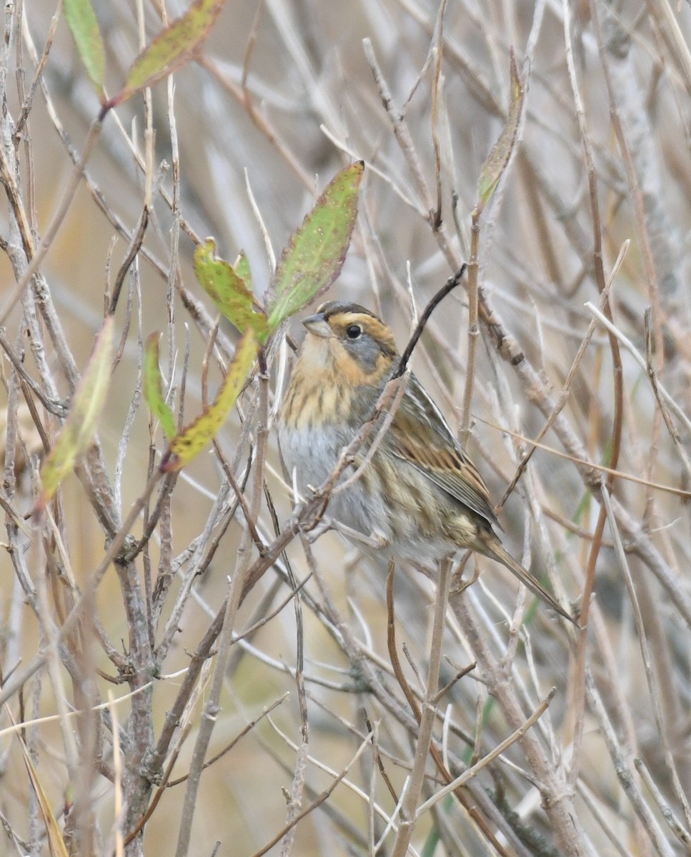 Chingolo de Nelson - ML644966176