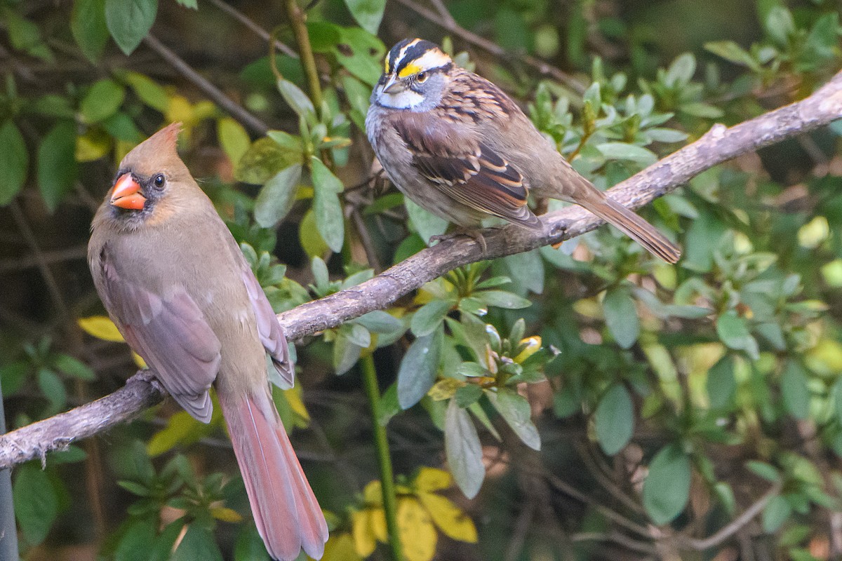 White-throated Sparrow - ML644966177