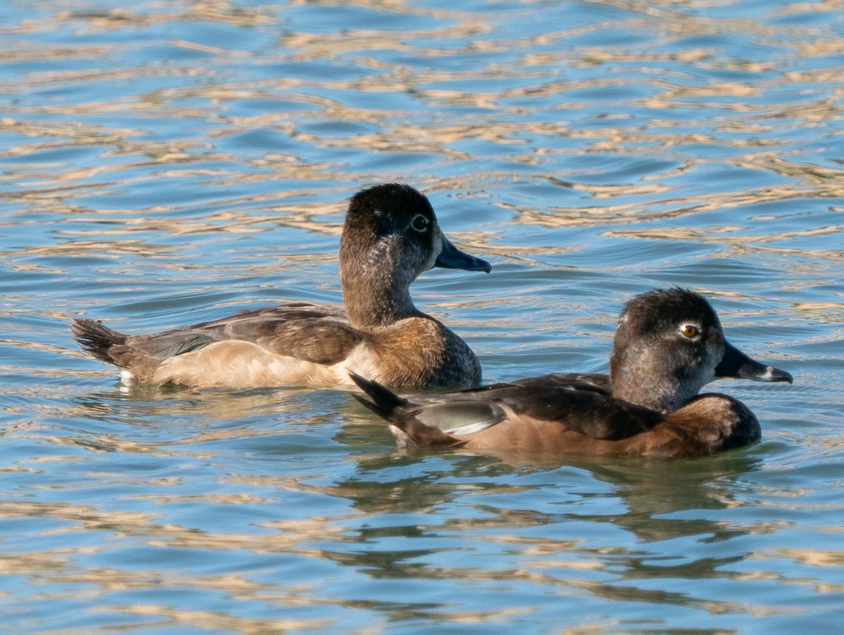 Чернь канадська - ML644966192