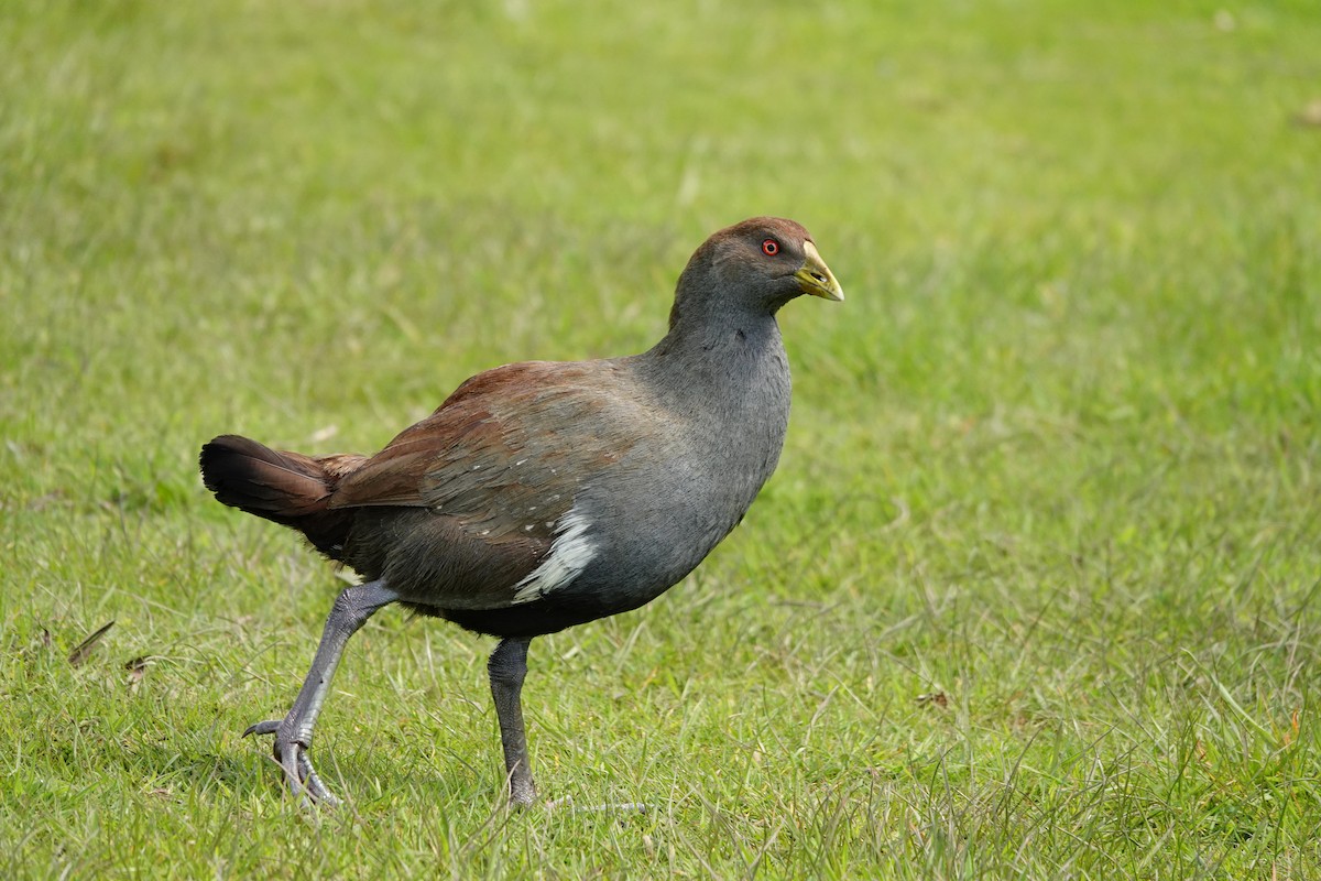 slípka tasmánská - ML644966195