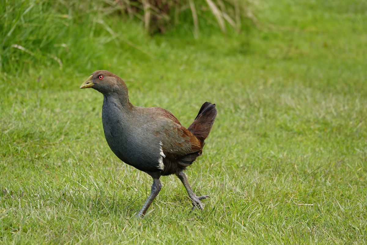 slípka tasmánská - ML644966198