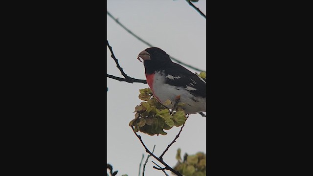 Al Göğüslü Kocabaş - ML644966209